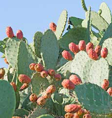 kaktusfigenolie